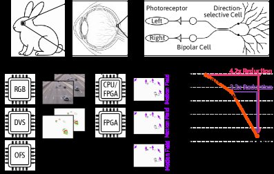 Optical Flow Sensor: A Direction-Selective Bionic Retina Design Figure 1