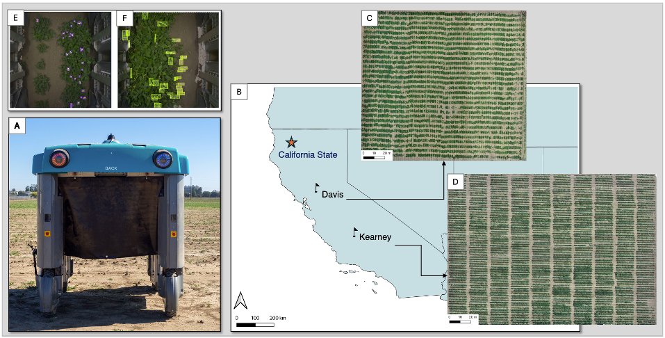 Can Synthetic Data Overcome the Generalization Limits of AI-Based Flower and Pod Detection Across Cowpea Breeding Genotypes and Environments? Figure 1