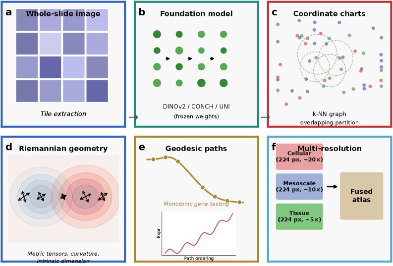 What Carries the Signal in Pathology Foundation-Model Atlases? A Patient-Level Controlled Benchmark in Breast Cancer Figure 1