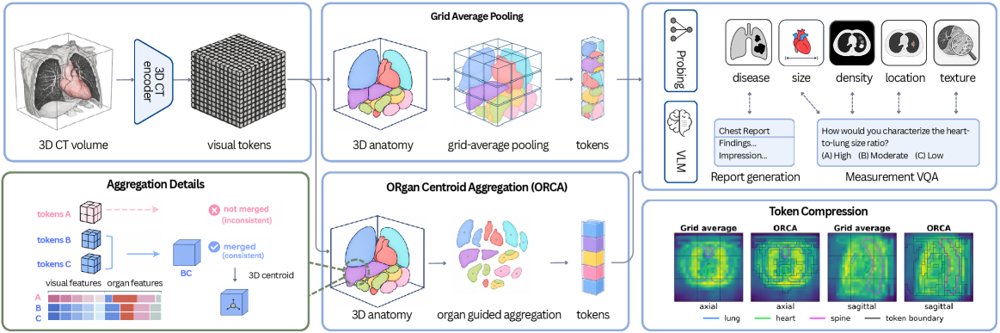ORCA: ORgan-Centroid Aggregation for Training-Free 3D CT Visual Token Compression Figure 1