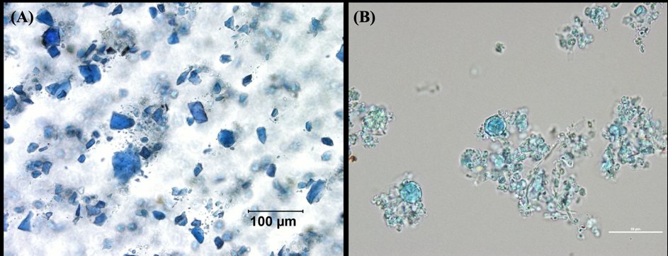 Artificial Intelligence for the Characterization of Particles and Fibers by Optical Microscopy Figure 1