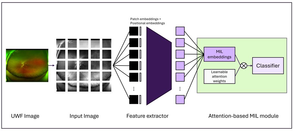 Representation Transfer of Foundation Models for Ultra-Widefield Retinal Imaging Figure 1