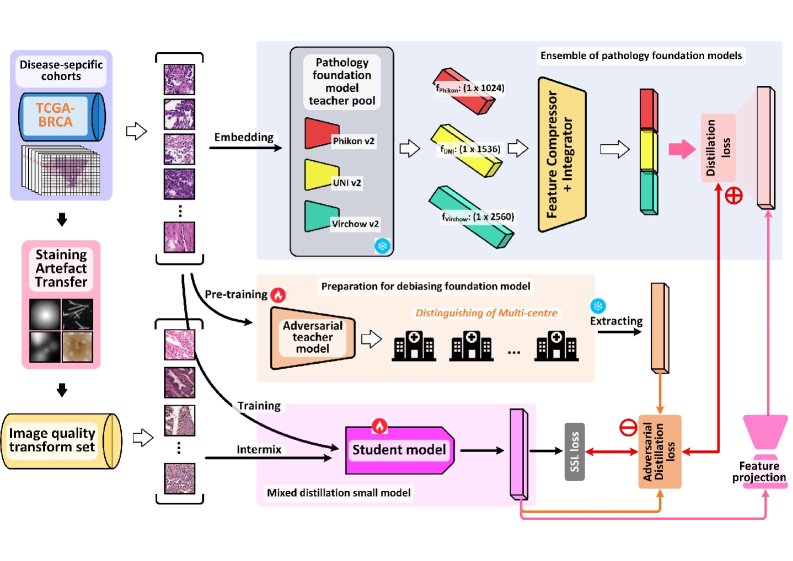 Harnessing Adversarial Distillation to Customise Debiased, Disease-Specific Pathology Foundation Models for Breast Cancer Figure 1