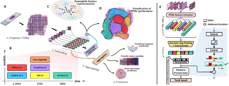 Understanding Synergistic Interactions among Pathology Foundation Models via Adaptive Fusion Figure 1