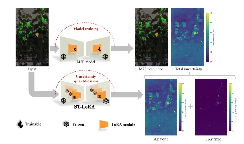 ST-LoRA: Single Trajectory LoRA Ensemble for Uncertainty Aware Agricultural Segmentation Figure 1