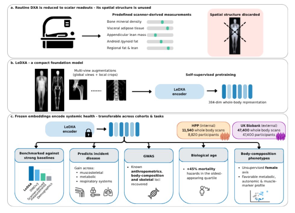 Self-supervised DXA representations encode multi-system disease risk, biological aging and heritability Figure 1