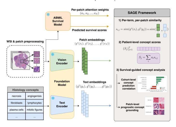 SAGE: Semantic Explainability of Attention-Based Survival Models in Computational Pathology Figure 1