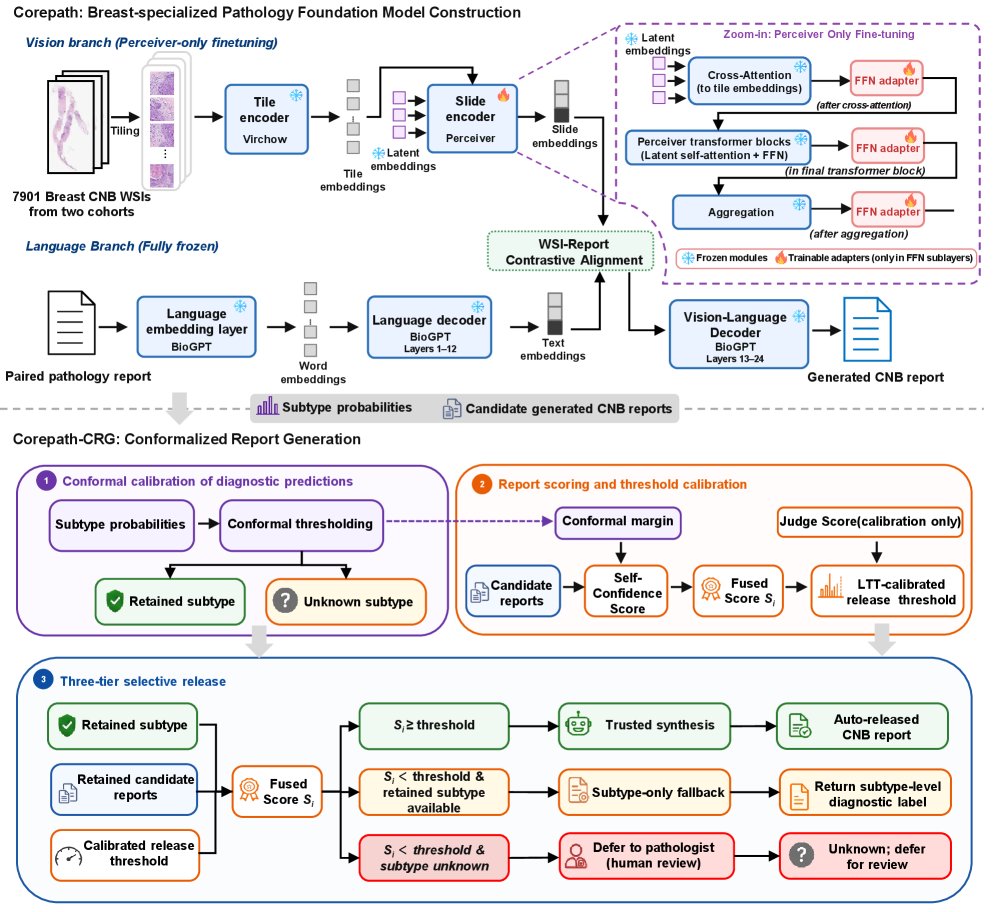 CorePath: A Breast-Specialized Pathology Foundation Model for Core Needle Biopsy Diagnosis and Risk-Controlled Report Generation Figure 1