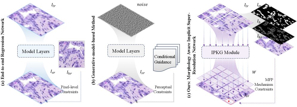 Morphology-Aware Implicit Super-Resolution Network for Pathological Images Figure 1