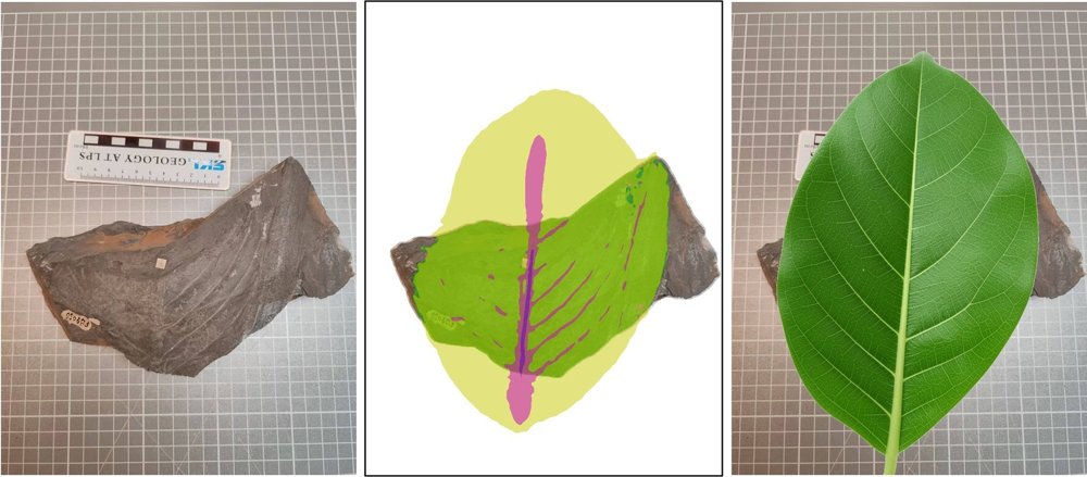 Foreseeing the Invisible: Amodal Reconstruction of Leaf Fossil Images Figure 1