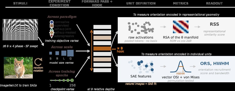 IRIS: A Visual Cortex-Inspired Framework for Analyzing Orientation Selectivity in Vision Transformers Figure 1