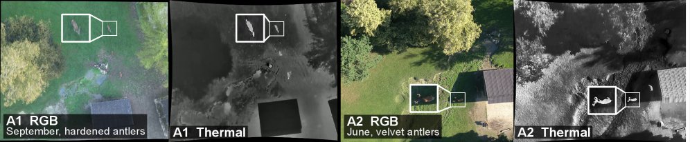 When One Modality Is Not Enough: Multimodal Sex and Life-Stage Classification of Red Deer from Aerial RGB-Thermal Video Figure 1