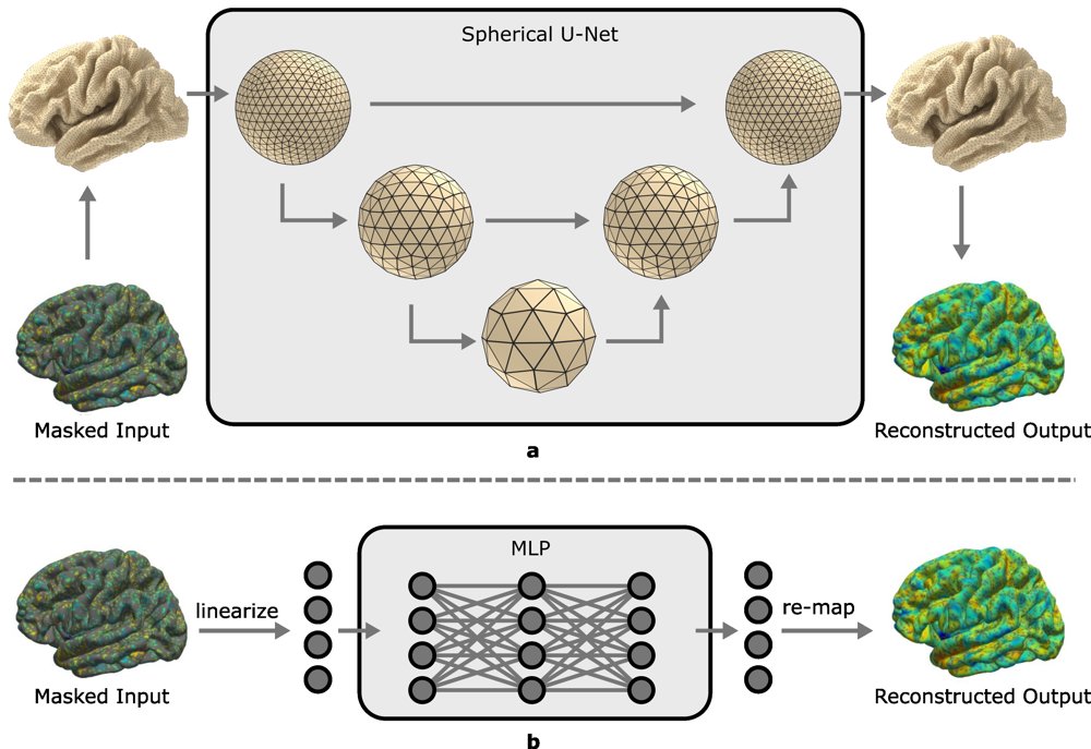 International Transfer of Stochastic Cortical Self-Reconstruction Figure 1