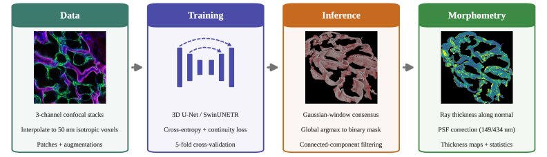 Beyond Isotropic Assumptions: Continuity-Constrained Segmentation and GPU Morphometry for Nanoscale GBM Analysis Figure 1