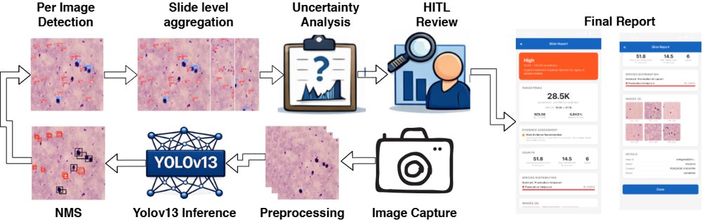 On-Device Multi-Species Malaria Detection with Uncertainty-Calibrated Slide-Level Aggregation Figure 1