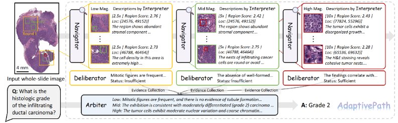 Agentic Visual Reasoning in Whole-Slide Pathology Images via Active Perception Figure 1