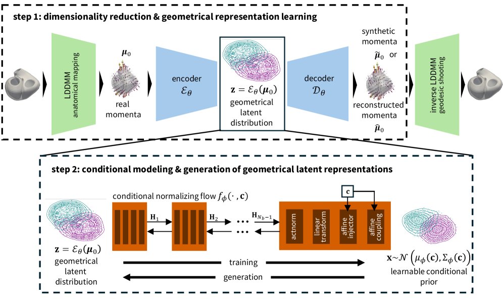 Flow-based conditional cardiac anatomy generation for virtual cohorts Figure 1