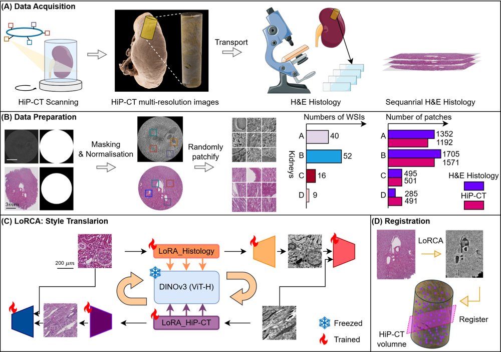 LoRCA: LoRA Cycle Adaptation for Histology to HiP-CT Translation with DINOv3 Figure 1