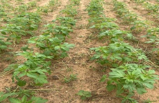 A Comparative Evaluation of Deep Learning Object Detection Models on a Real-World Multi-Plant Dataset from Africa Figure 1