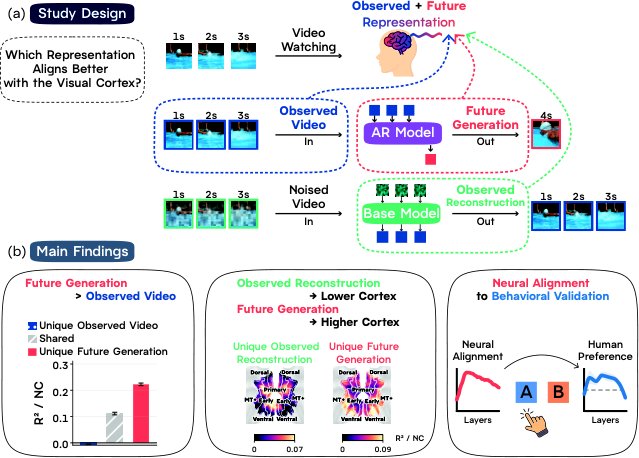 Future Video Generation Better Aligns with the Human Visual Cortex than Observed Video Figure 1
