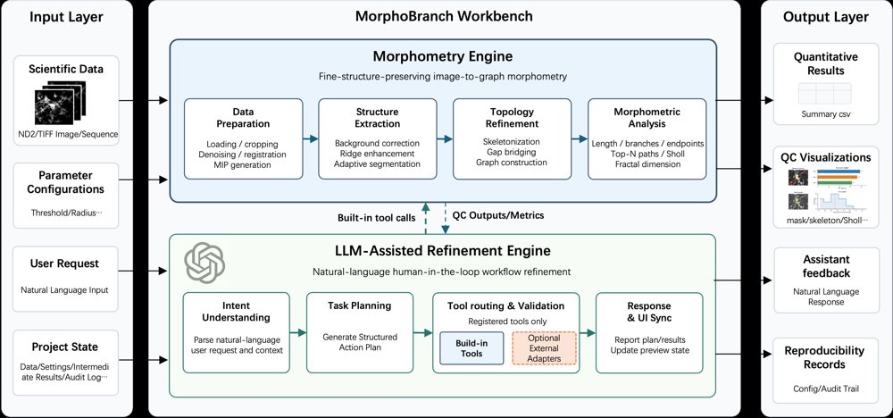 MorphoBranch: A Fine-Structure-Preserving Workbench for Morphometric Analysis of Branched Cellular Structures Figure 1