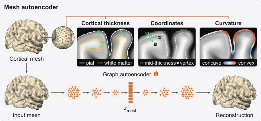 Surface-volume self-supervised representation learning of brain MRI for genetic discovery Figure 1