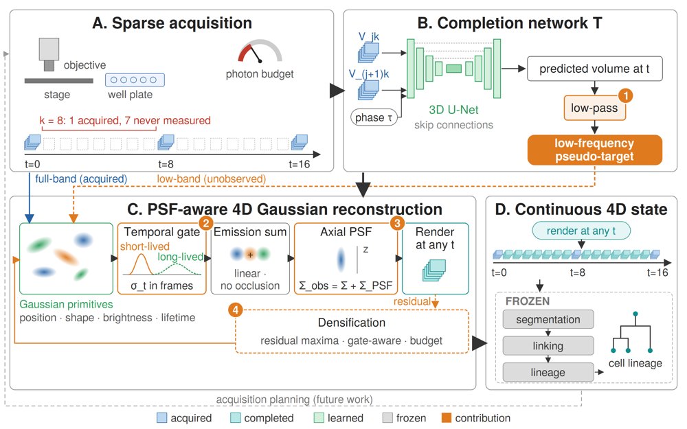 CellSplat4D: PSF-Aware 4D Gaussian Splatting for Sparse Robotic Live-Cell Imaging Figure 1