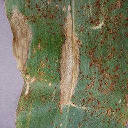 Multi-Crop Leaf Disease Recognition: A Unified Benchmark and Cross-Region Study Figure 1