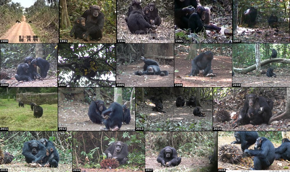 BossouChimpanzee: Long-term Chimpanzee Video Dataset Figure 1