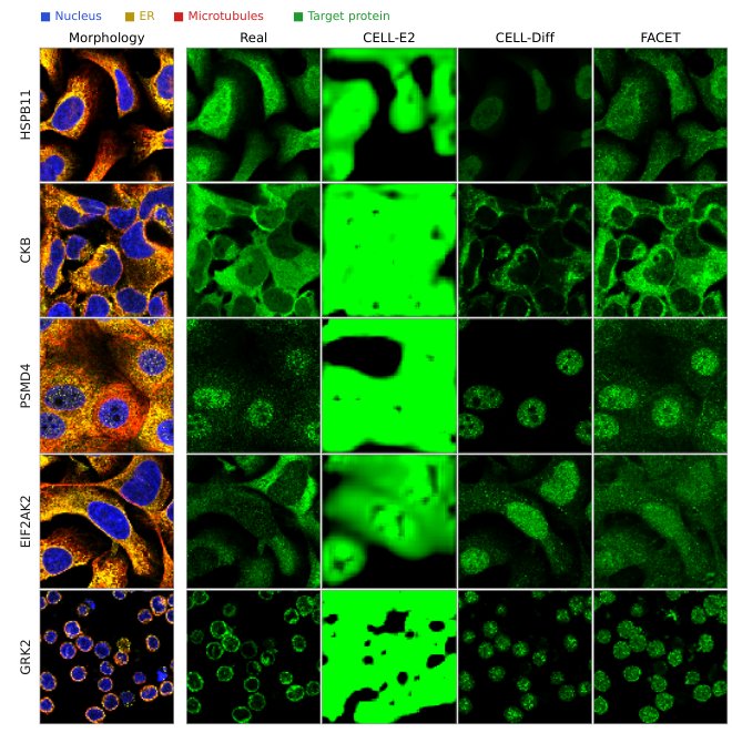 FACET: Factorized Asymmetric Conditioning for Efficient Transport in High-Fidelity Fluorescence Microscopy Synthesis Figure 1