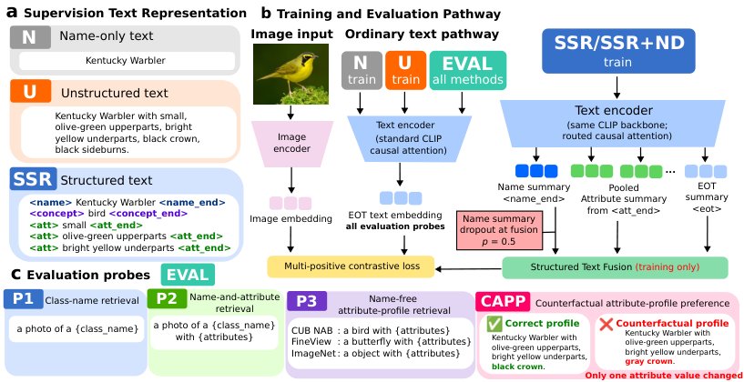 Semantic Capability Acquisition and Specialization During Vision-Language Model Fine-Tuning Figure 1