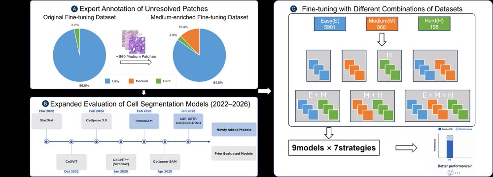 Comprehensive Evaluation and Fine-Tuning of Foundational Cell Nuclei Segmentation Models in Renal Pathology Figure 1