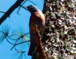 Towards benchmarking Western Bluebird detection in the wild Figure 1