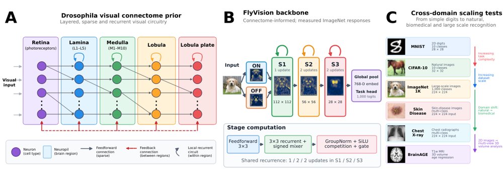 From the Drosophila Visual Connectome to General-Purpose Computer Vision Figure 1