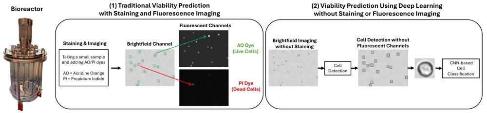 Label-free cell counting and viability prediction with brightfield imaging and deep learning Figure 1