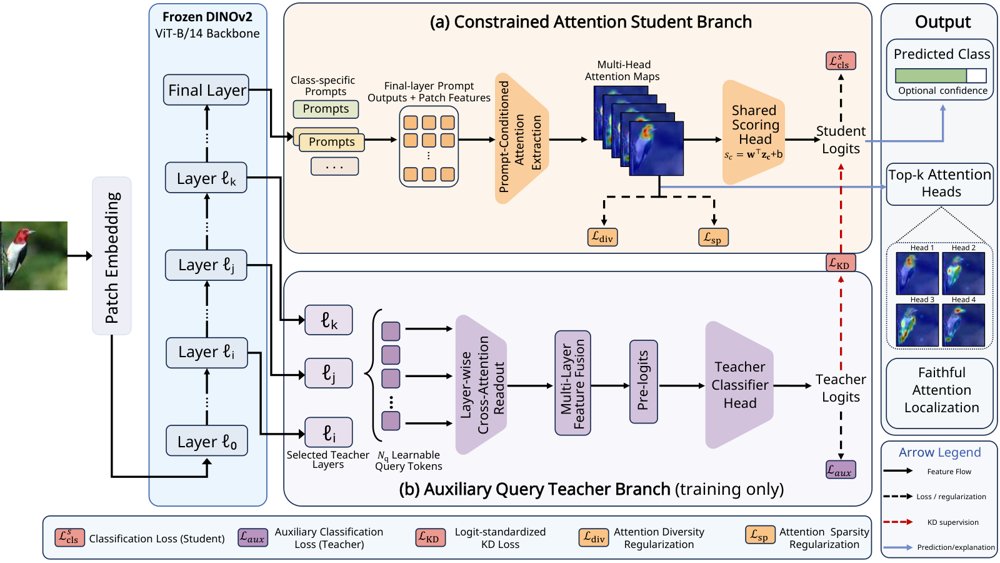 CARE: Constrained Attention Refinement for Fine-Grained Visual Classification via Teacher-Student Distillation Figure 1