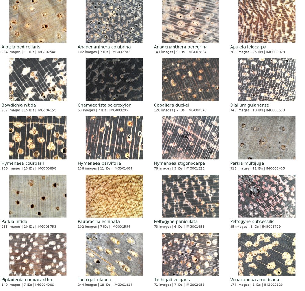 WoodBR-Cross: A public wood-image dataset and individual-tree-disjoint benchmark for species identification Figure 1