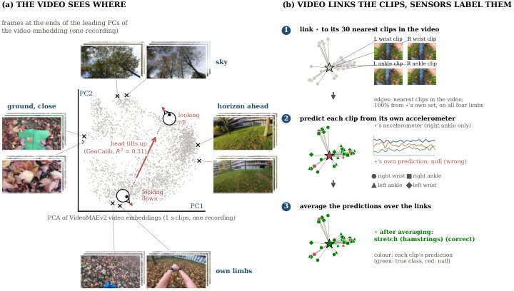 What Egocentric Video Embeddings Encode and How to Combine Them with Inertial Sensors for Human Activity Recognition Figure 1