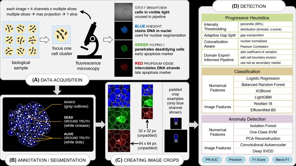 Detection of extremely rare dead cells in fluorescence microscopy images Figure 1