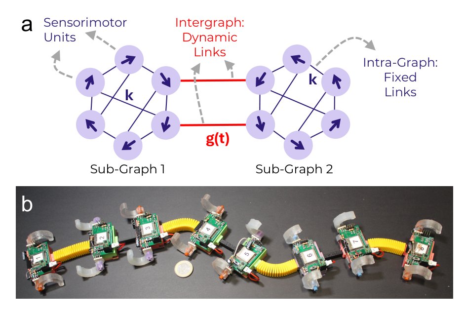 Programmable Synchronization Graphs for Adaptive and Fault-Tolerant Modular Miniature Robots Figure 1