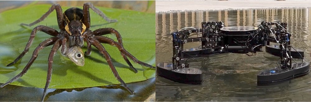 Design and Control of the "QuadBoat": A Quadruped Surface Vehicle for Drowning Rescue Figure 1