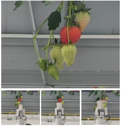 Vision-Based Obstacle Separation for Strawberry Harvesting in Clusters Using Hierarchical Reinforcement Learning Figure 1