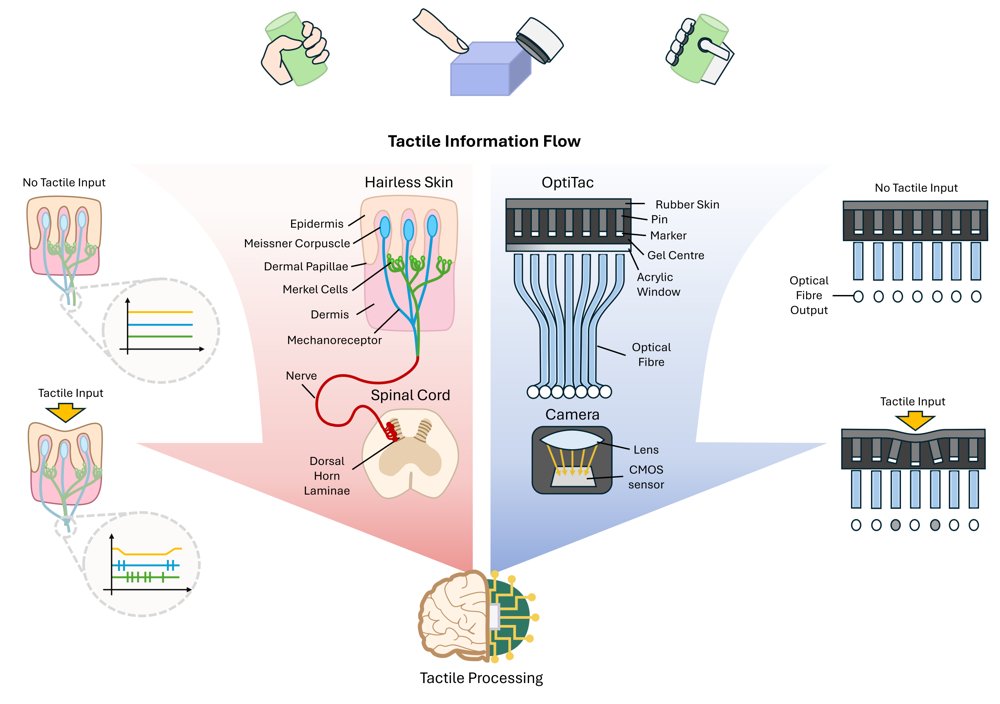 Towards Artificial Nerves: Biomimetic Optical-Fiber Tactile Sensing for Robots Figure 1