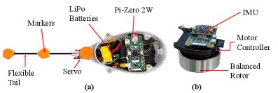 Differentiable Reinforcement Learning for Path Tracking by an Agile Fish-Like Robot Figure 1