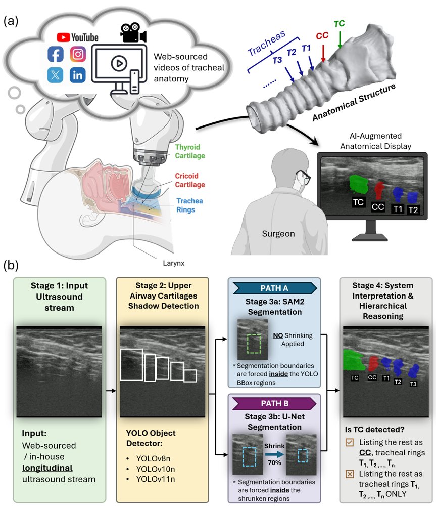 Learning-based Hierarchical Tracheal Anatomy Understanding from Sparse Surgical Demonstration Annotations for Ultrasound Robots Figure 1