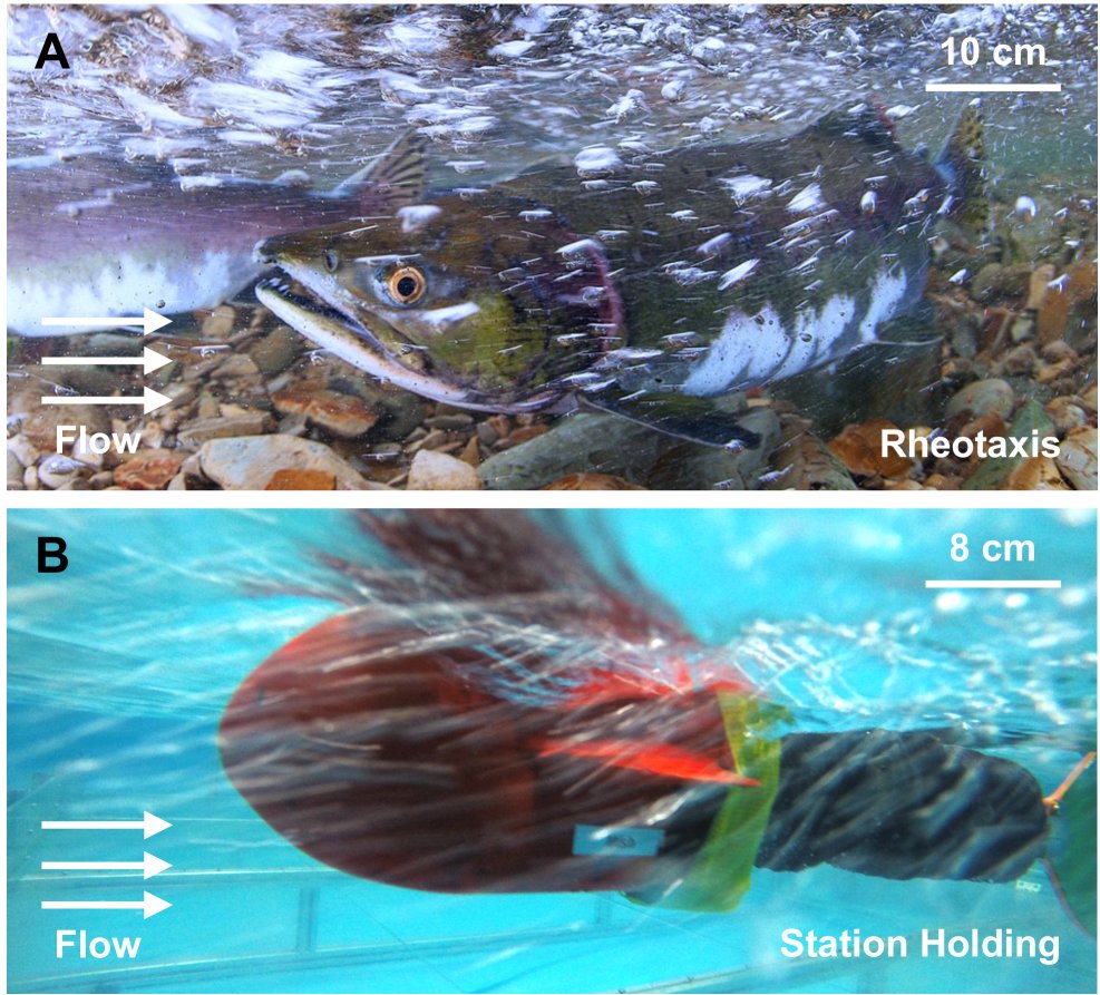 Egocentric Station Holding of Robotic Fish in Unknown Turbulent Background Flow Figure 1