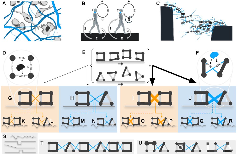 Environmental resilience via morphological diversity within machines Figure 1