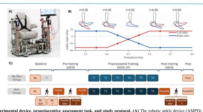 Transcutaneous Spinal Cord Stimulation Disrupts Conscious Ankle Proprioception and Produces a More Constrained Locomotor Pattern in Unimpaired Adults Figure 1