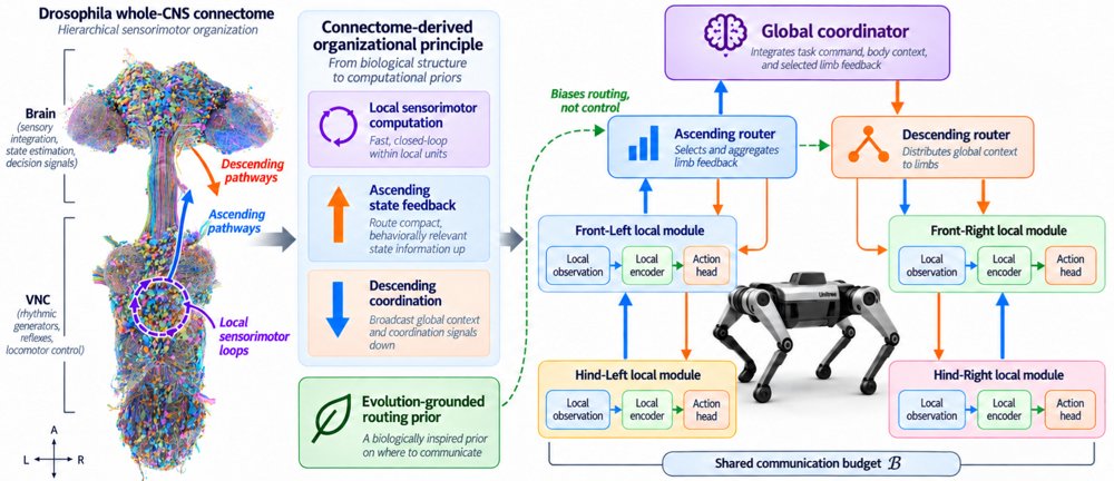 FlyCNS: Connectome-Grounded Information Organization for Communication-Constrained Embodied Control Figure 1