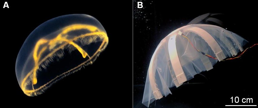 A Tendon-Driven Robotic Jellyfish with Constrained Soft Actuation and Depth Control via Reinforcement Learning Figure 1
